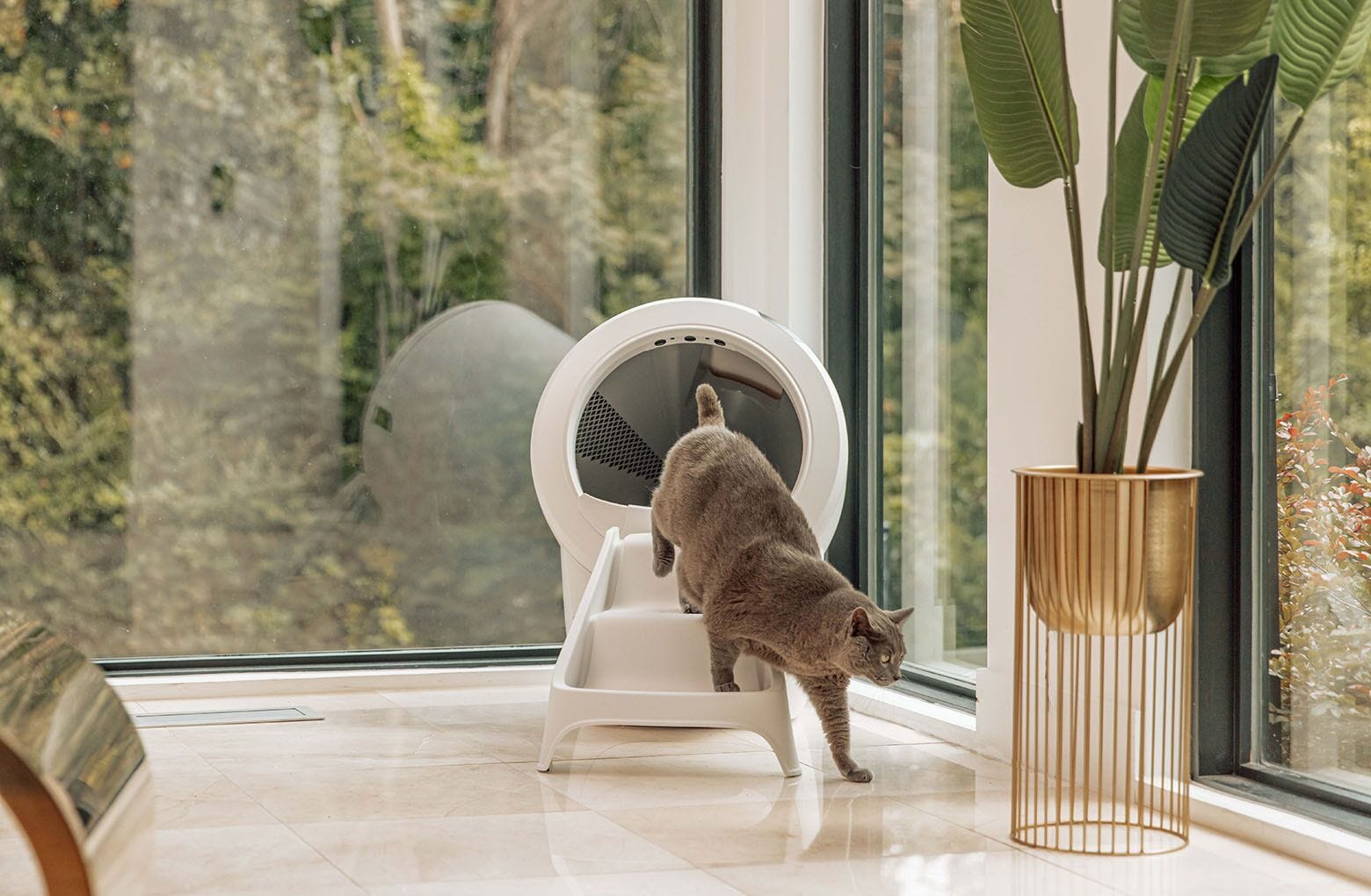 Litter Robot 4: The Ultimate Self-Cleaning Litter Box Cat Owners Love 2 Litter Robot 4 at BEON